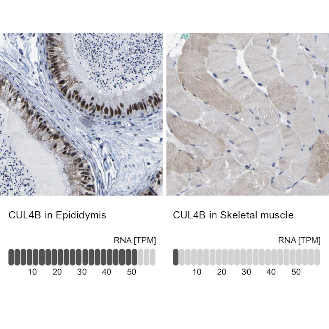 Cullin 4B Antibody