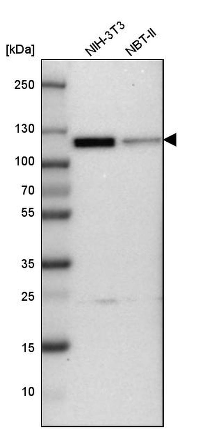 Cullin 4B Antibody in Western Blot (WB)