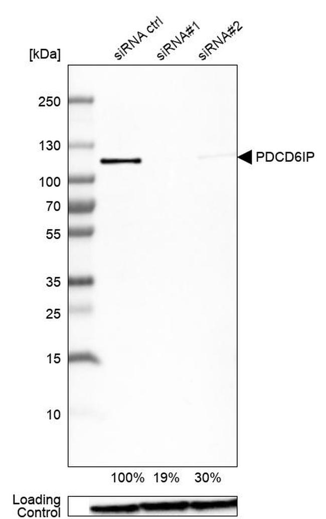 Alix Antibody in Western Blot (WB)