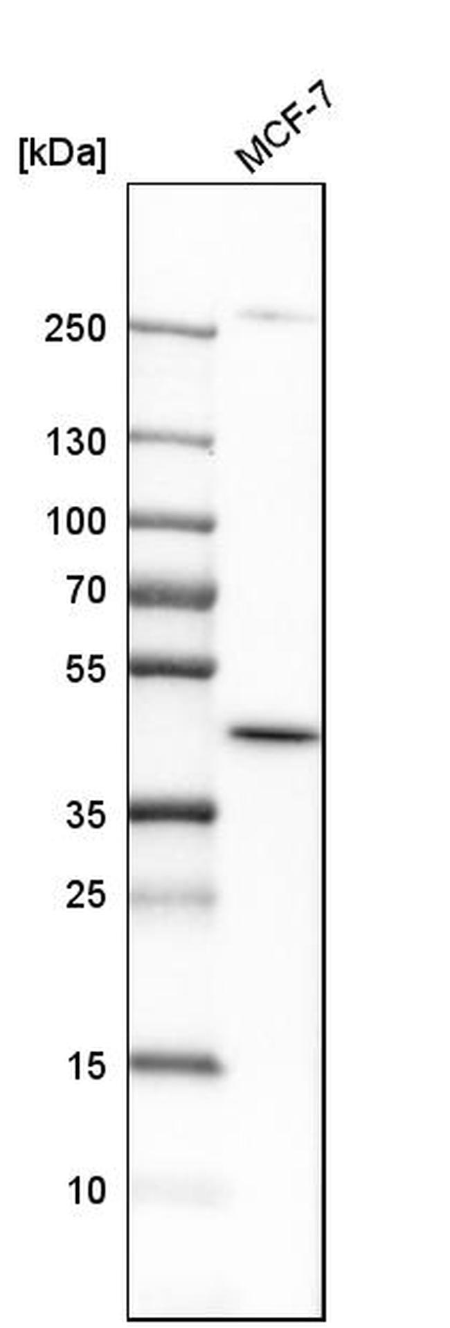 DHODH Antibody in Western Blot (WB)