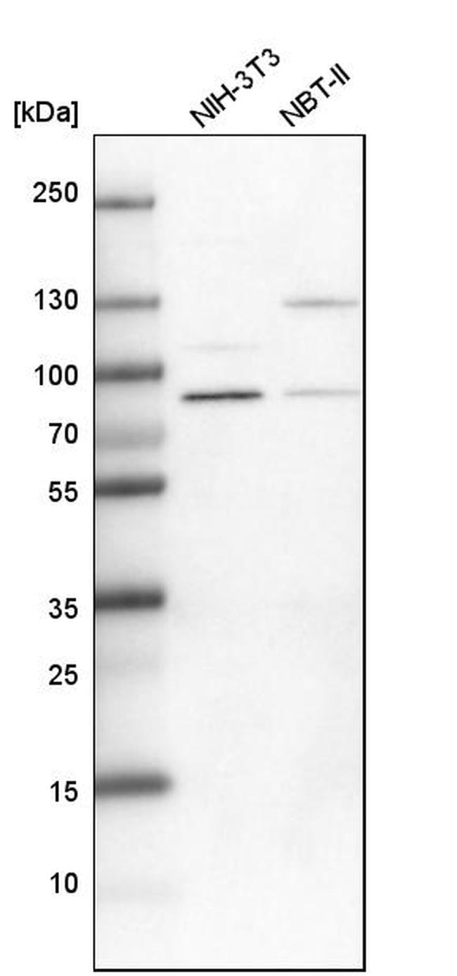 PARN Antibody in Western Blot (WB)