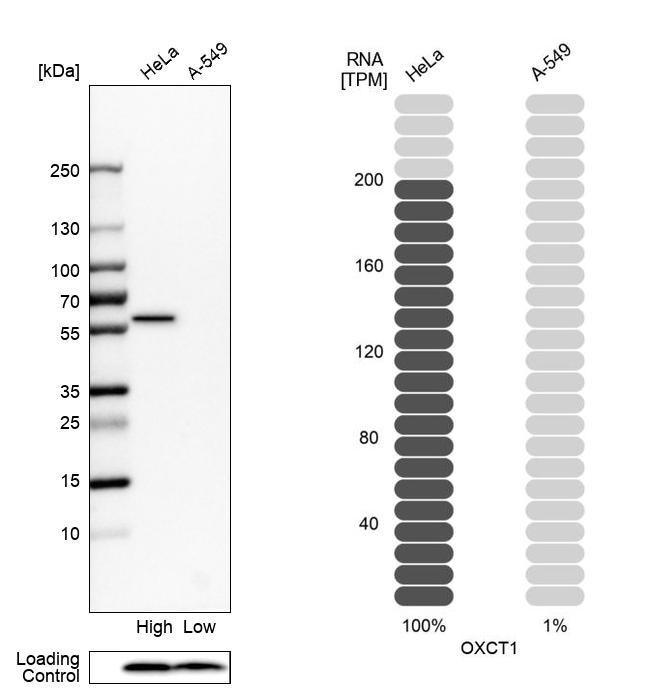 OXCT1 Antibody