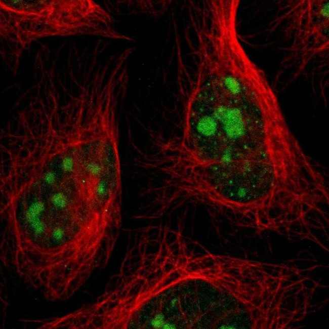 USP36 Antibody in Immunocytochemistry (ICC/IF)