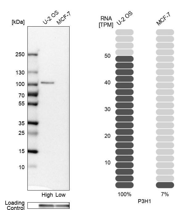 LEPRE1 Antibody