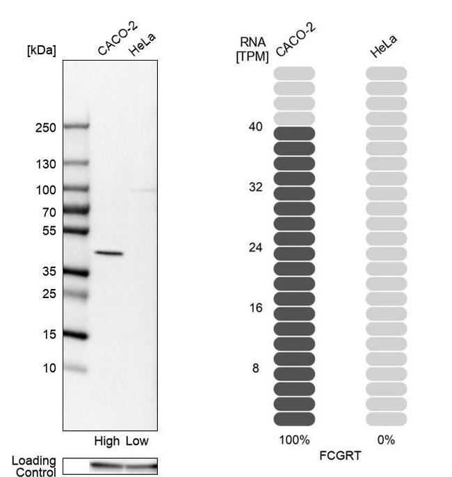 FCGRT Antibody in Western Blot (WB)