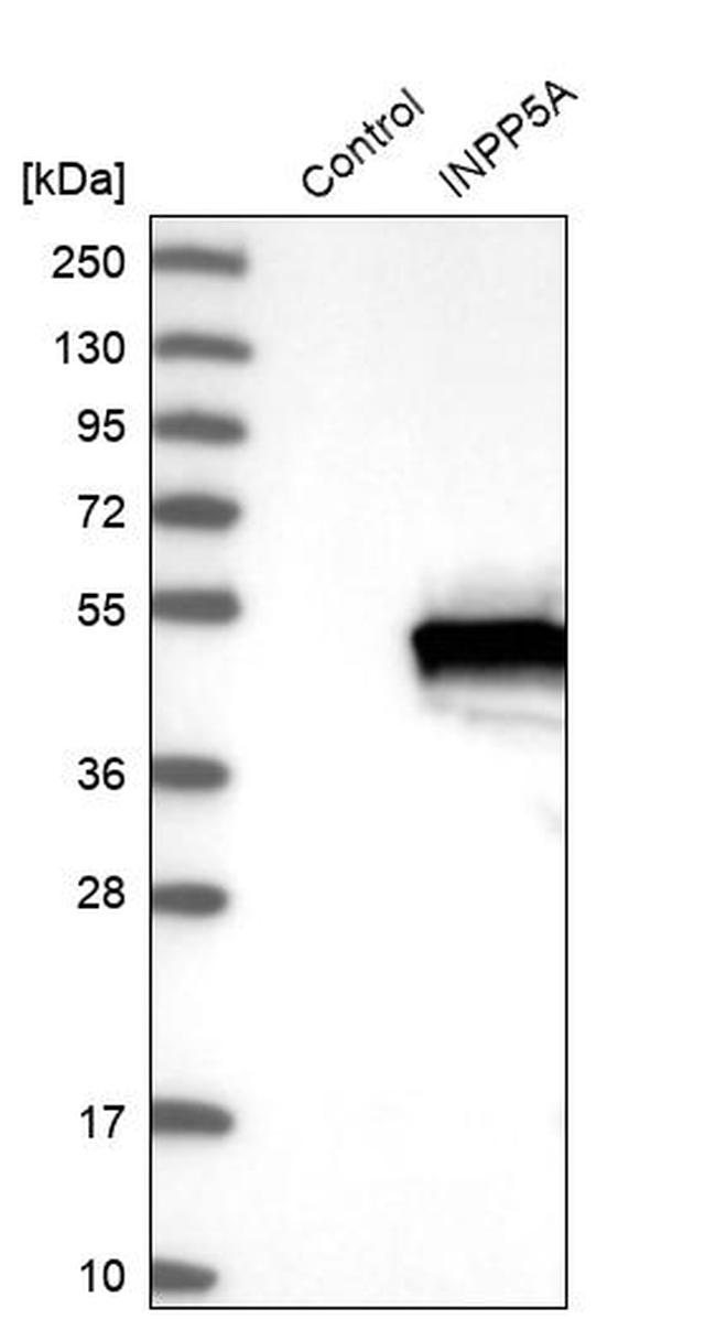 INPP5A Antibody in Western Blot (WB)