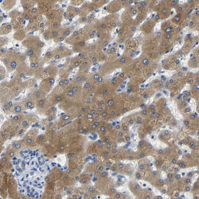 FMO5 Antibody in Immunohistochemistry (IHC)