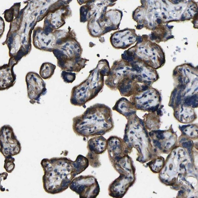 NAALADL2 Antibody in Immunohistochemistry (IHC)