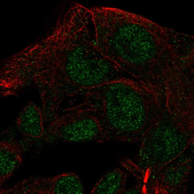 NAALADL2 Antibody in Immunocytochemistry (ICC/IF)