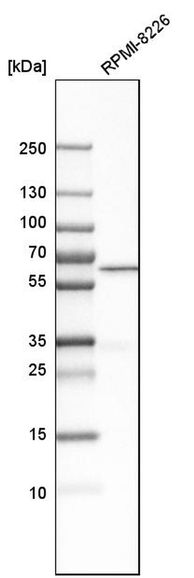 BTN3A1 Antibody in Western Blot (WB)