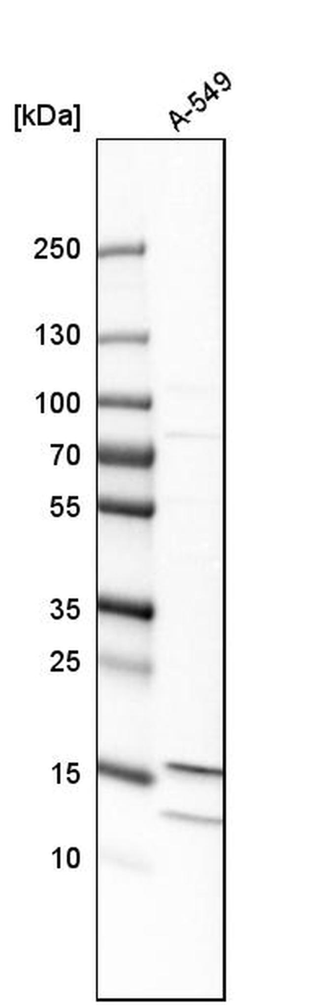 MTH1 Antibody in Western Blot (WB)