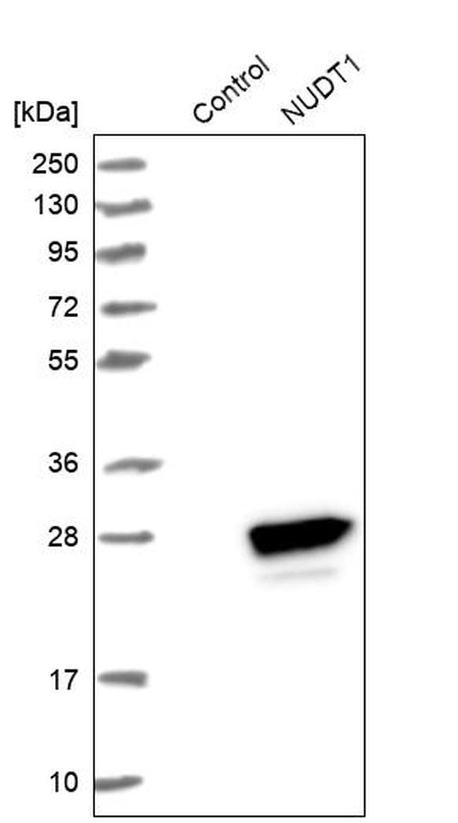 MTH1 Antibody in Western Blot (WB)