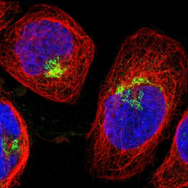 SPTBN1 Antibody in Immunocytochemistry (ICC/IF)