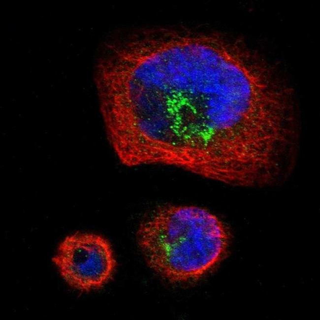 PTPRF Antibody in Immunocytochemistry (ICC/IF)