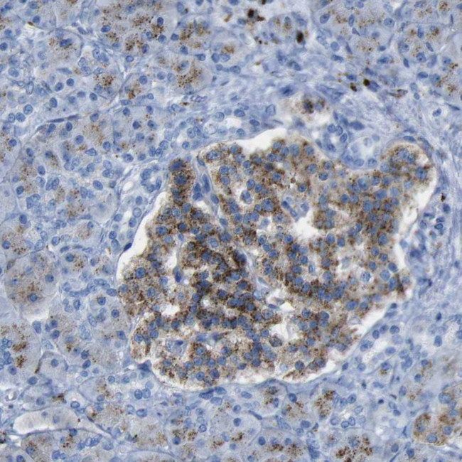 PLD3 Antibody in Immunohistochemistry (IHC)