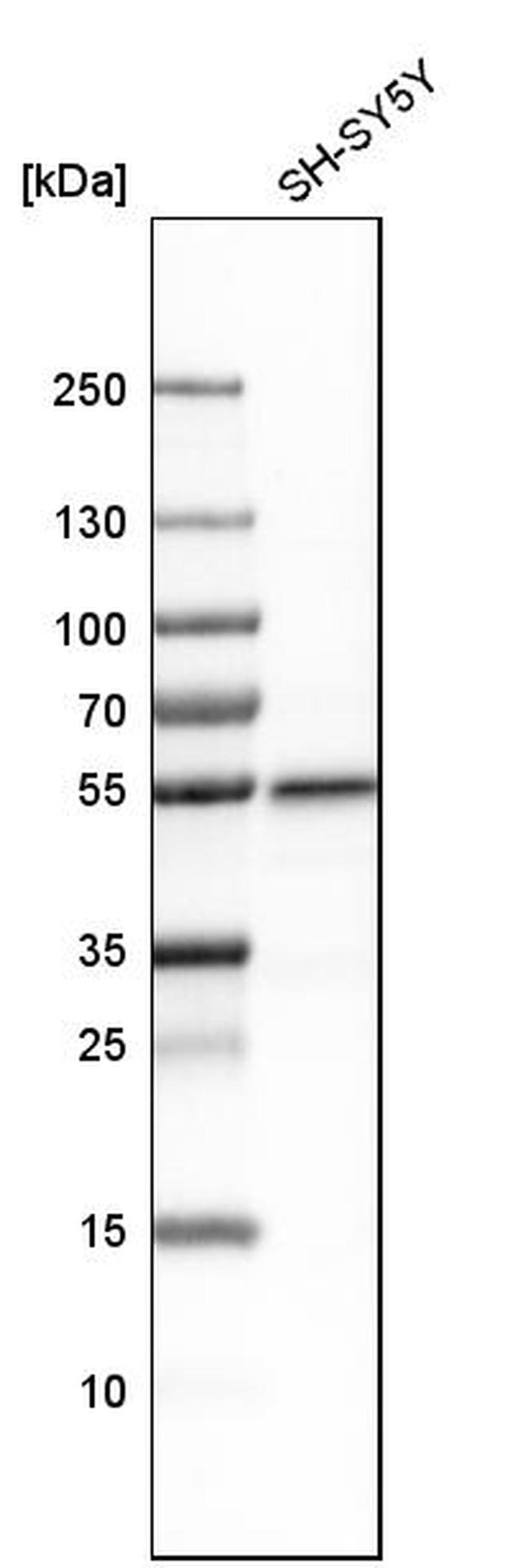 PLD3 Antibody in Western Blot (WB)