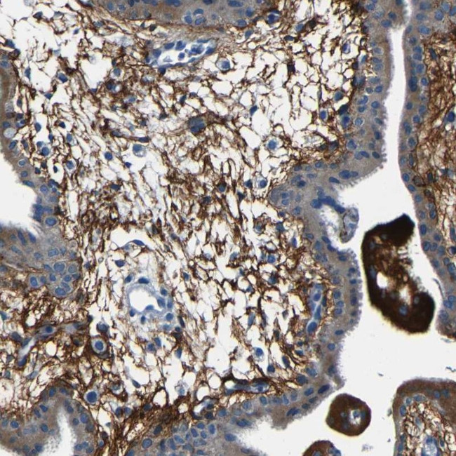 Fibrillin 2 Antibody in Immunohistochemistry (IHC)