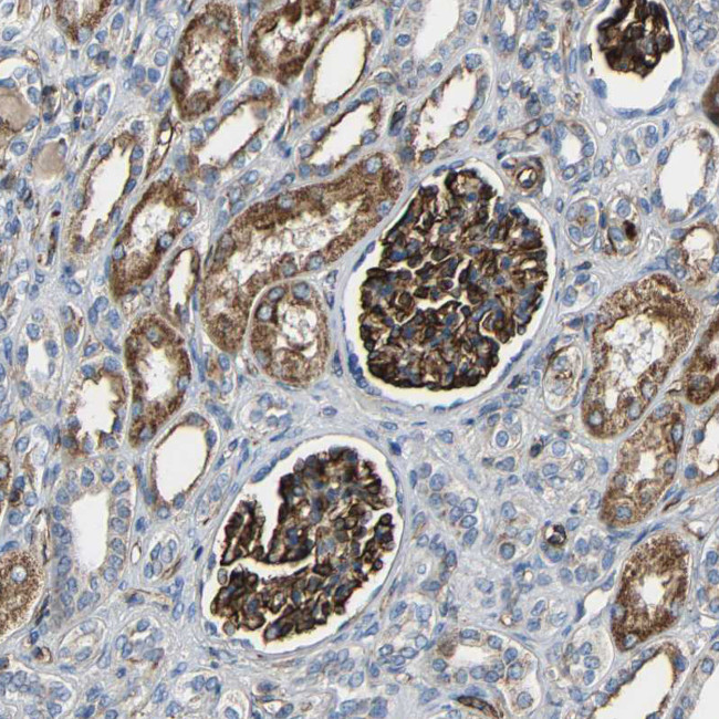 IGSF10 Antibody in Immunohistochemistry (IHC)