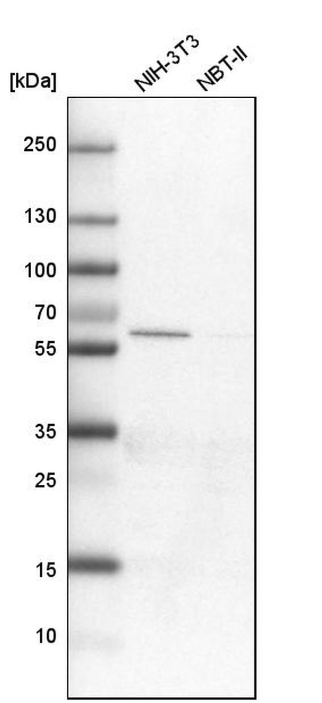 SLC6A1 Antibody in Western Blot (WB)