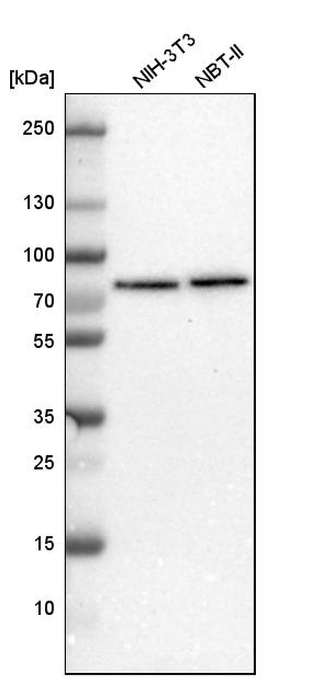 TBC1D15 Antibody in Western Blot (WB)