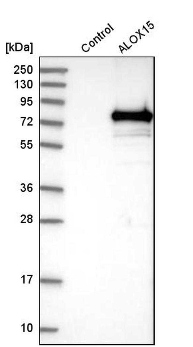 ALOX15 Antibody in Western Blot (WB)