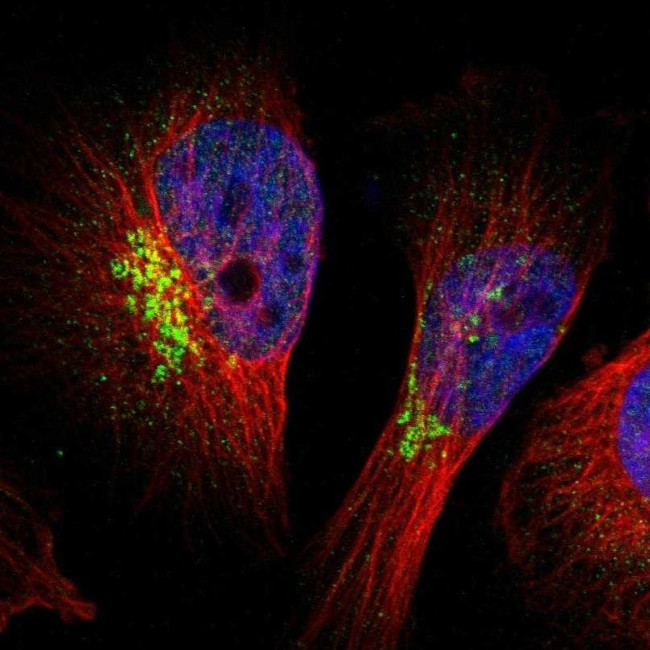 GlyT1 Antibody in Immunocytochemistry (ICC/IF)