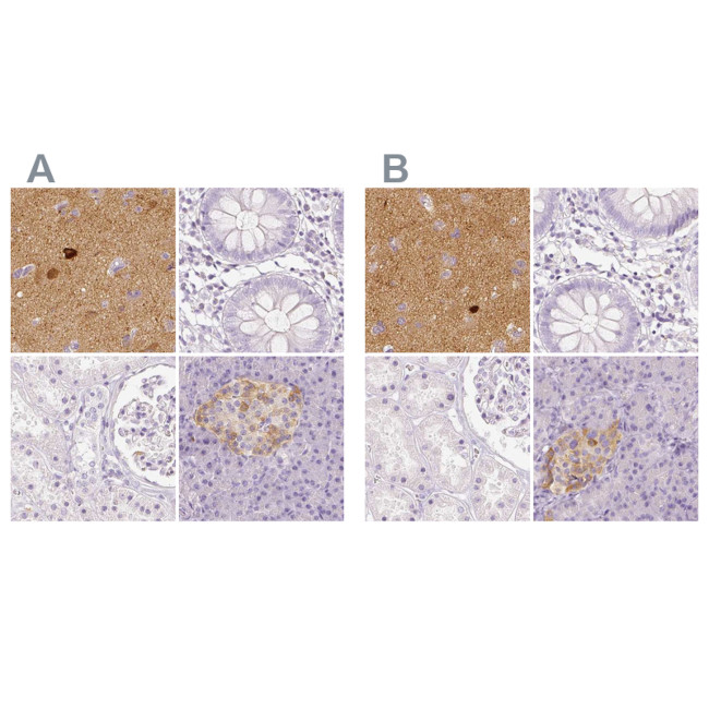 NECAB2 Antibody in Immunohistochemistry (IHC)