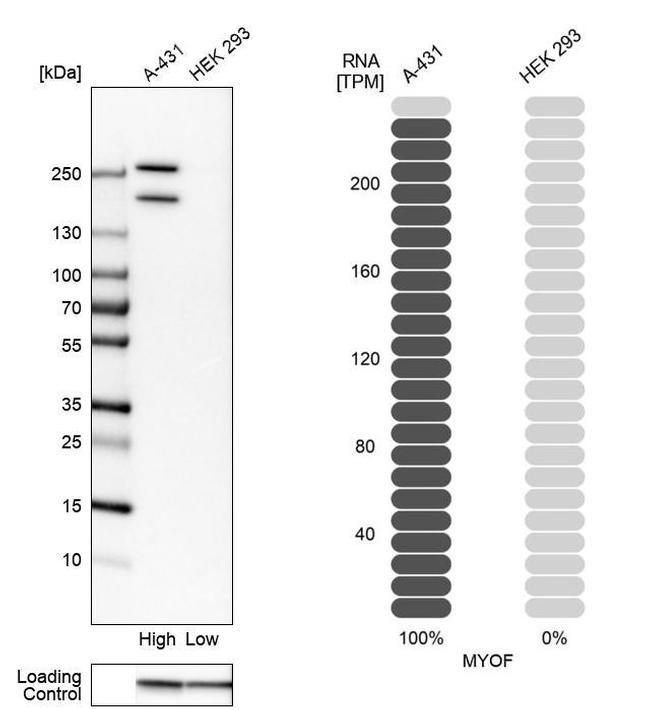 MYOF Antibody in Western Blot (WB)