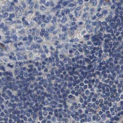 Axotrophin Antibody in Immunohistochemistry (IHC)