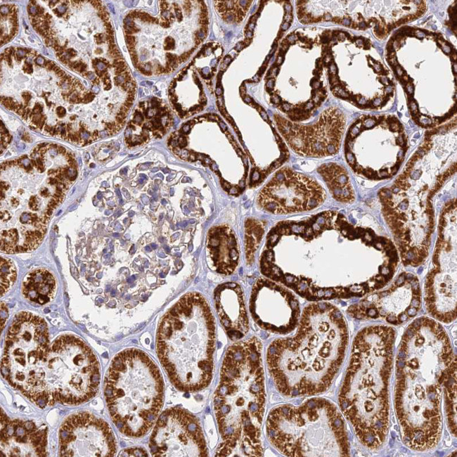 COX6C Antibody in Immunohistochemistry (IHC)