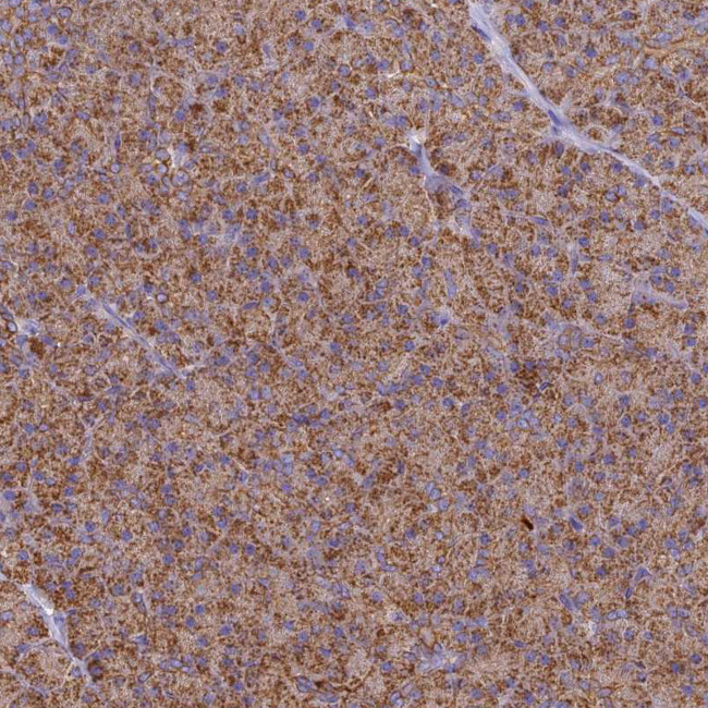 COX6C Antibody in Immunohistochemistry (IHC)