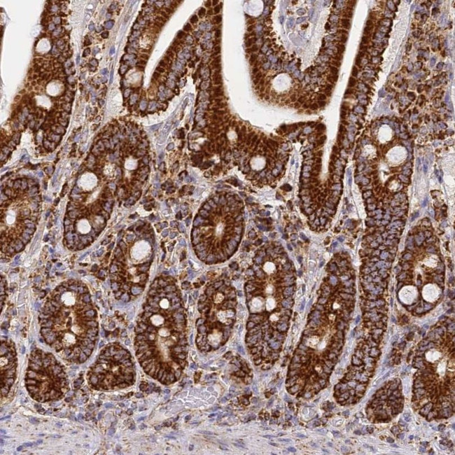 COX6C Antibody in Immunohistochemistry (IHC)