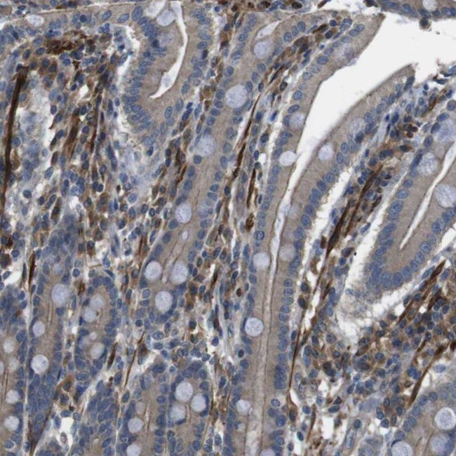 FUT2 Antibody in Immunohistochemistry (IHC)