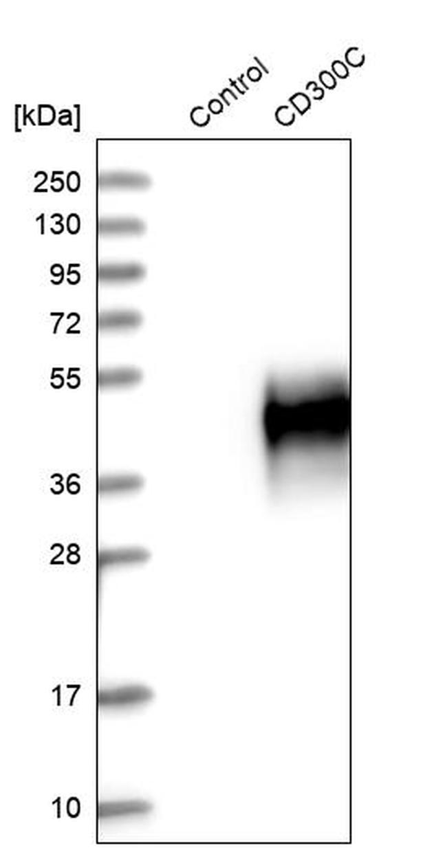 CD300c Antibody in Western Blot (WB)