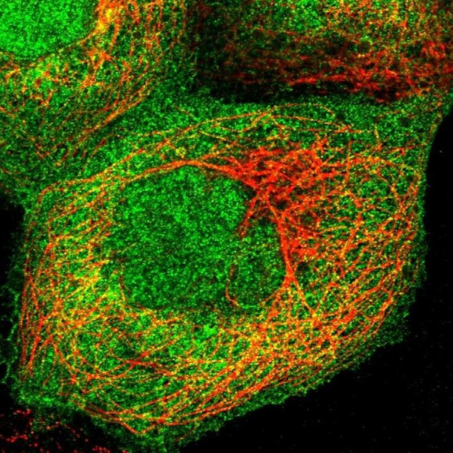 UAP1 Antibody in Immunocytochemistry (ICC/IF)