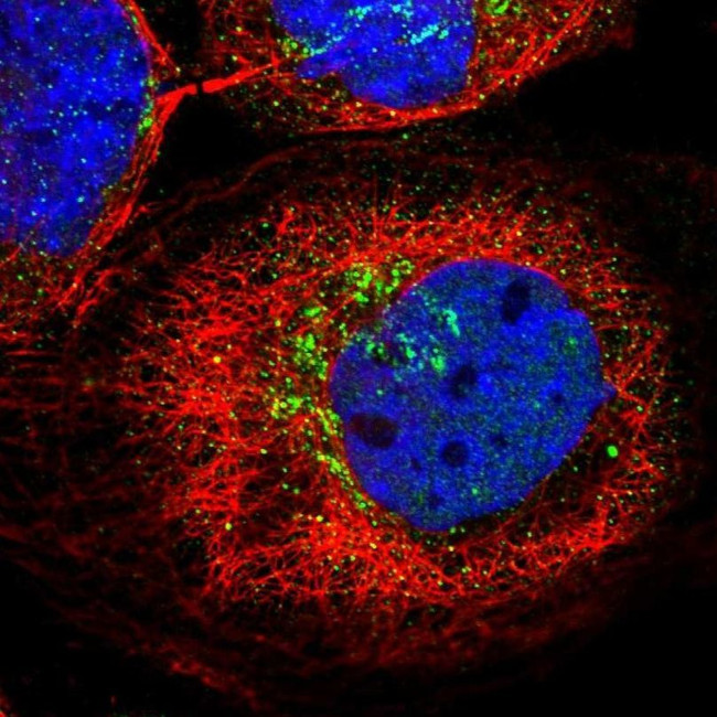 KCNF1 Antibody in Immunocytochemistry (ICC/IF)