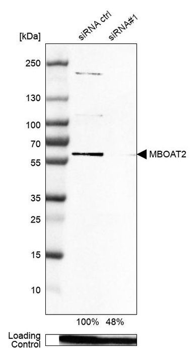 MBOAT2 Antibody