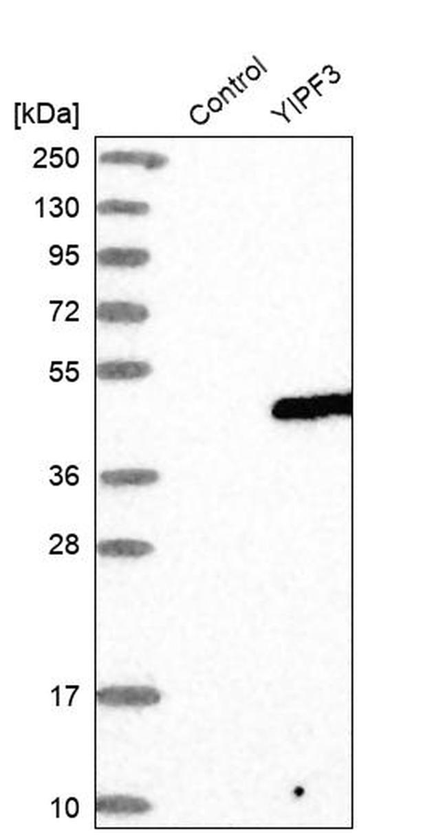 YIPF3 Antibody in Western Blot (WB)