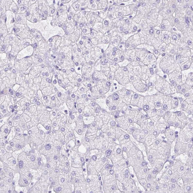 SLC13A2 Antibody in Immunohistochemistry (IHC)