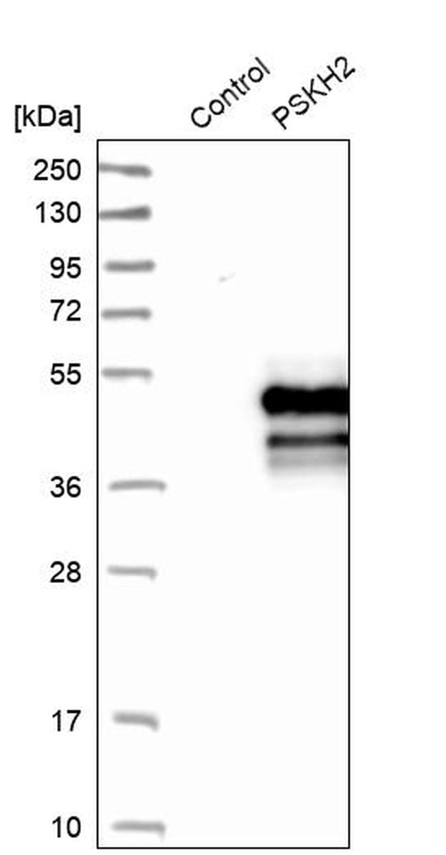 PSKH2 Antibody in Western Blot (WB)