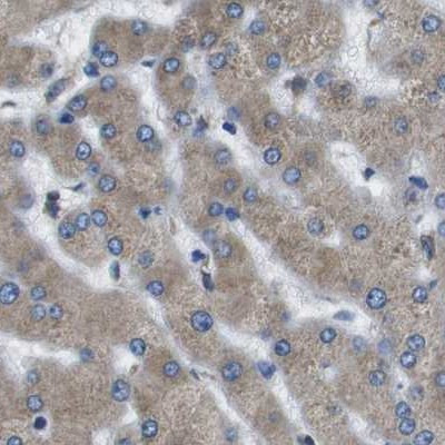 UGGT1 Antibody in Immunohistochemistry (IHC)