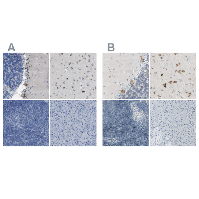 B4GALNT1 Antibody