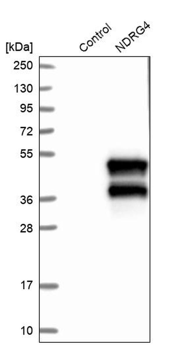 NDRG4 Antibody in Western Blot (WB)