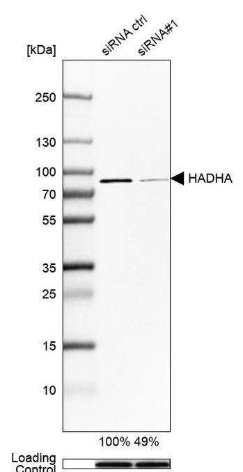 HADHA Antibody