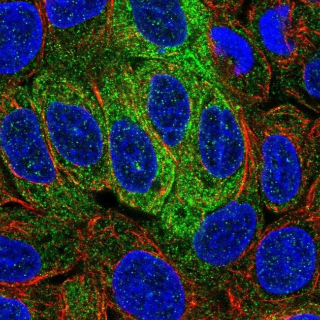 Unc18-2 Antibody in Immunocytochemistry (ICC/IF)