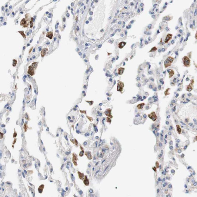 CD300e Antibody in Immunohistochemistry (IHC)