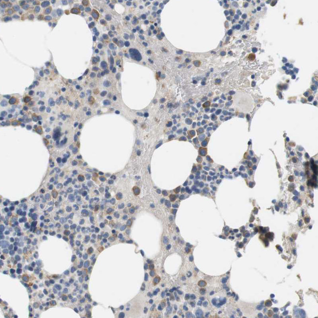 CD300e Antibody in Immunohistochemistry (IHC)