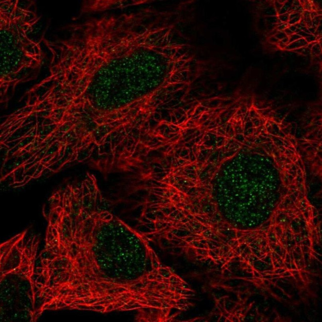 PEPD Antibody in Immunocytochemistry (ICC/IF)