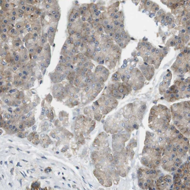 Bif1 Antibody in Immunohistochemistry (IHC)