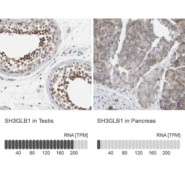 Bif1 Antibody